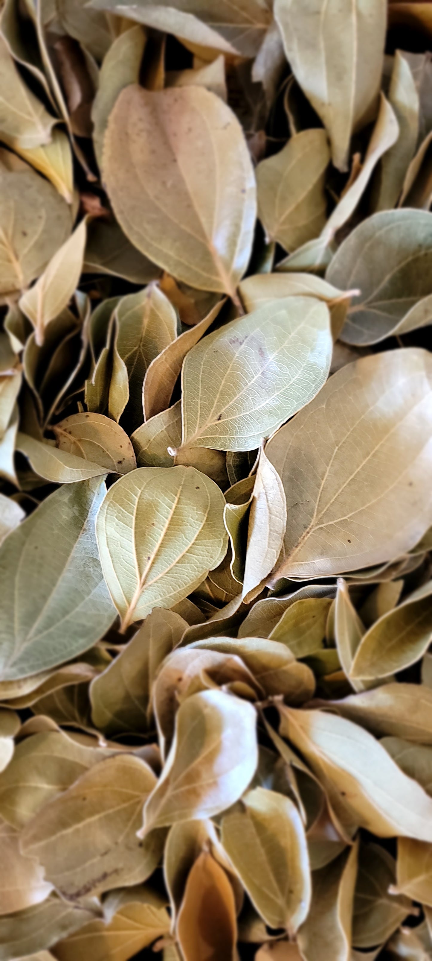 Quina Leaves