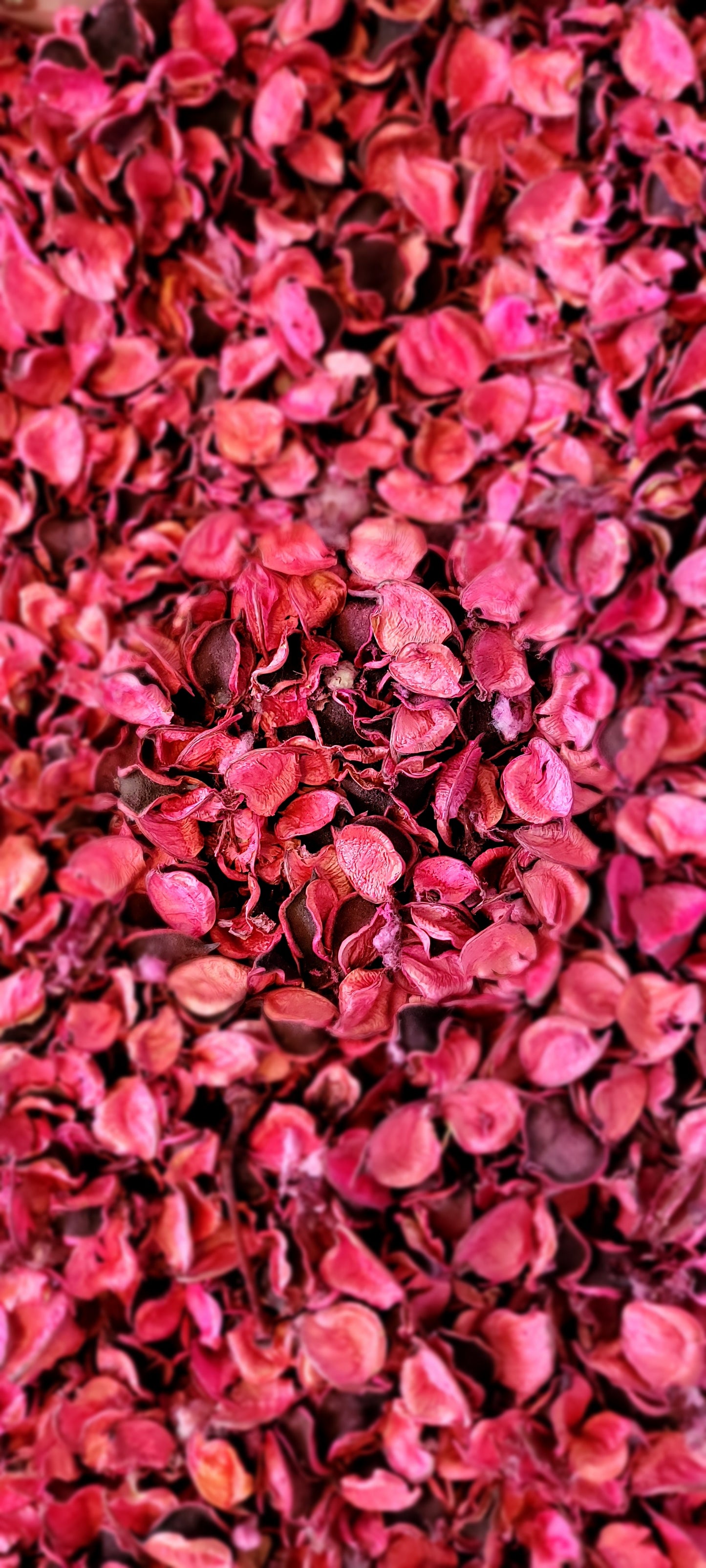 Cotton Petals - Pink