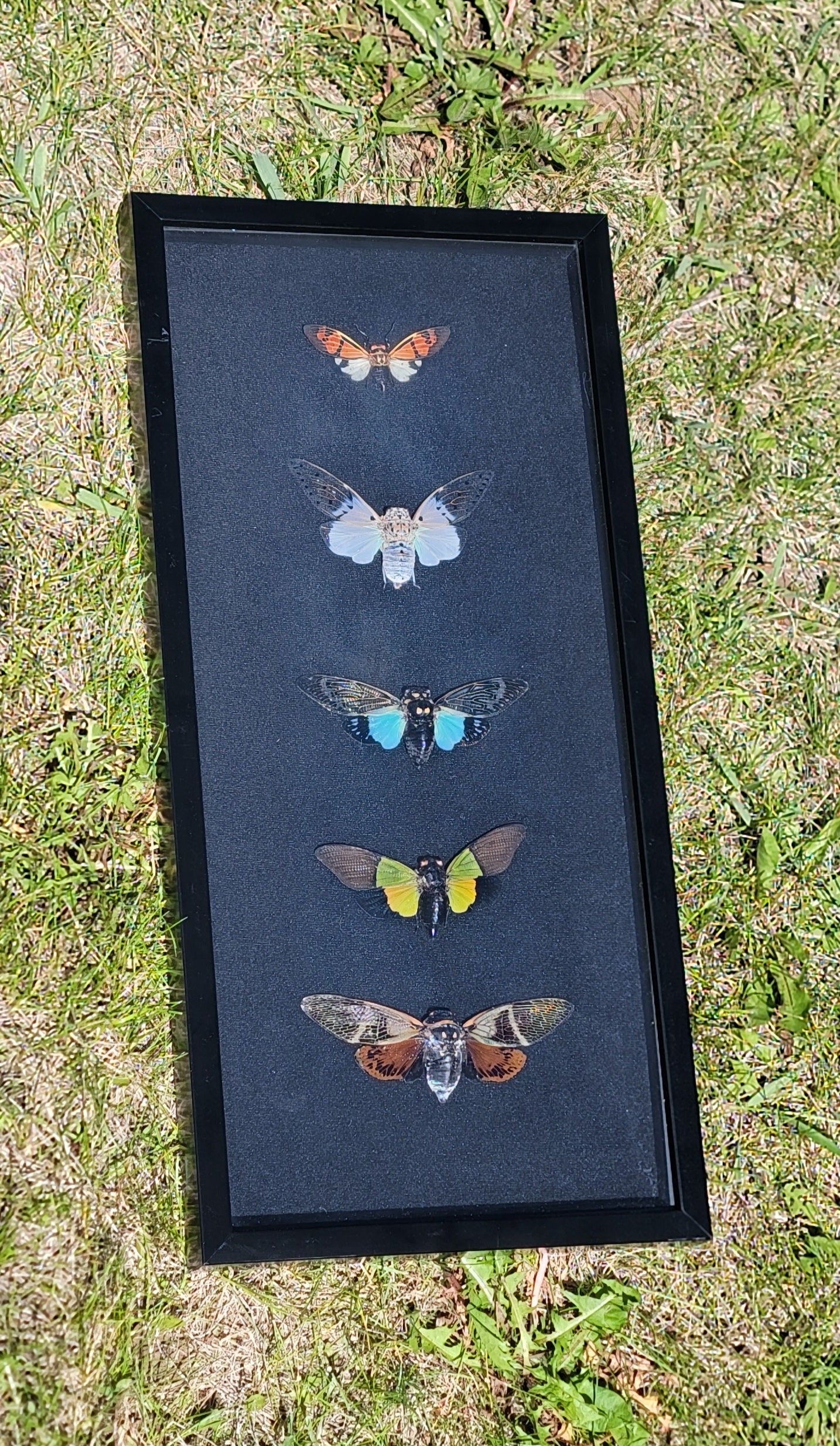 Framed 5 Cicada Collection