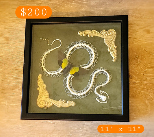 Framed Pit Viper Skeleton + Yellow Cicada