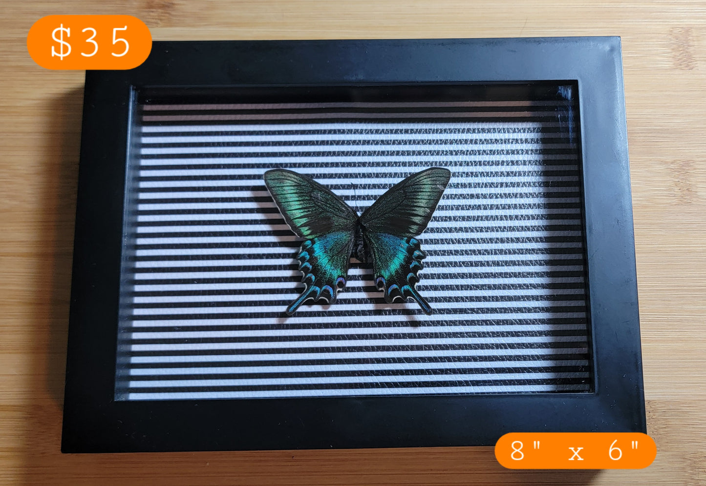 Framed Alpine Swallowtail