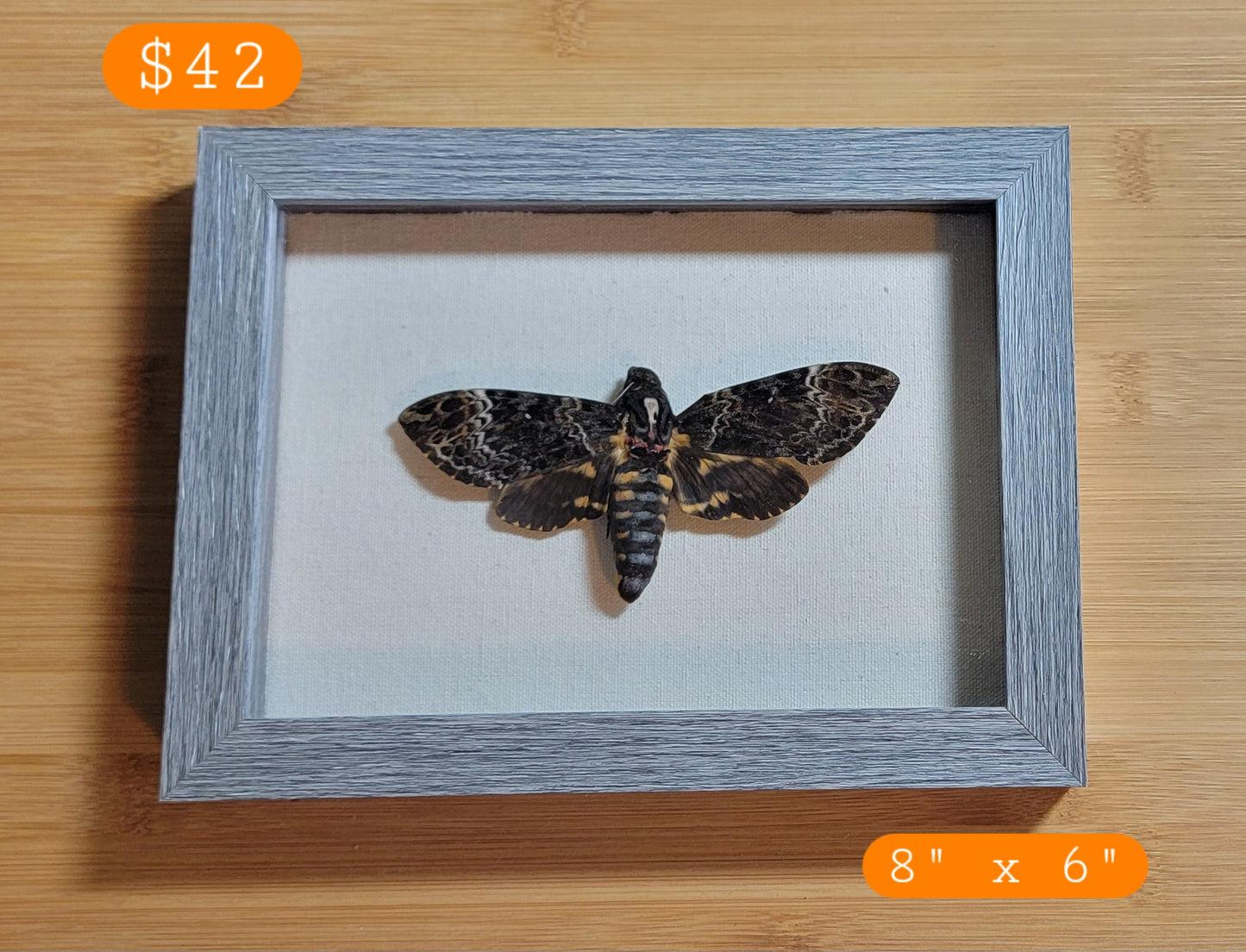 Eastern Death Head Hawk Moth