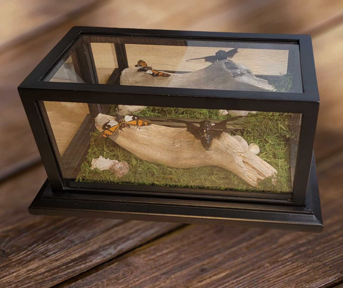 2 Cicada Glass Display Box