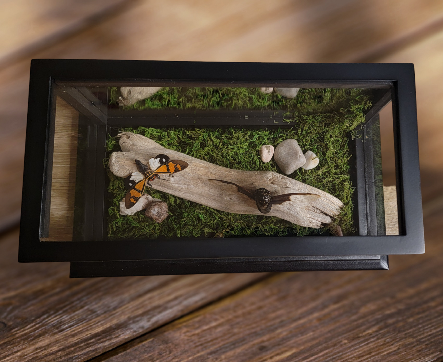 2 Cicada Glass Display Box