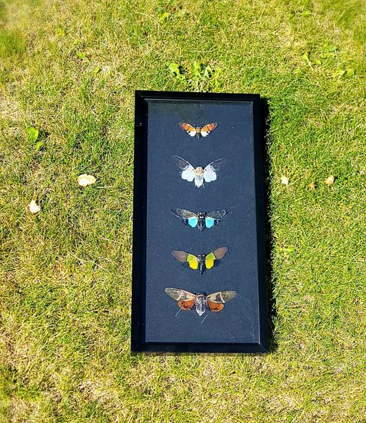 Framed 5 Cicada Collection