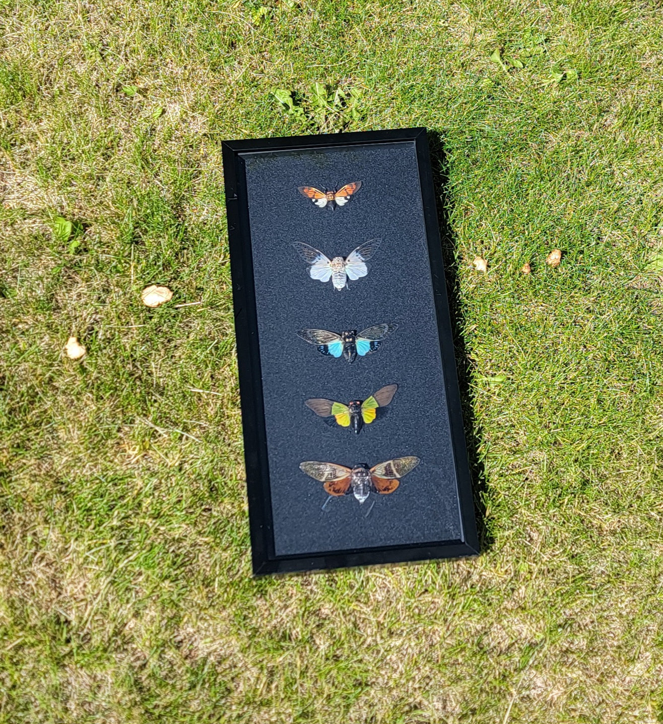 Framed 5 Cicada Collection